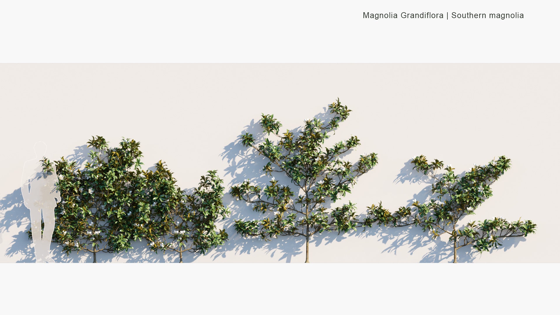 Magnolia Grandiflora - Southern Magnolia, Bull Bay (3D Model)