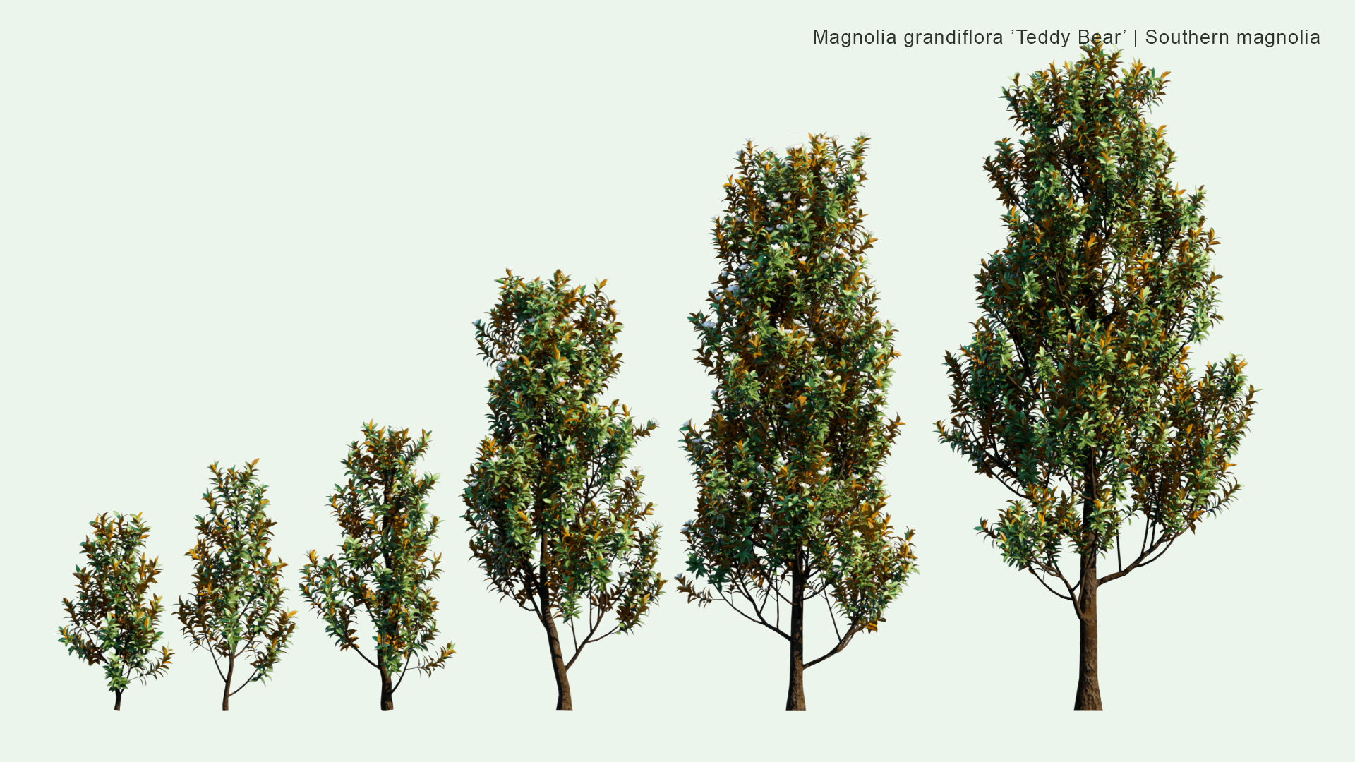 2D Magnolia Grandiflora ‘Teddy Bear’ - Southern Magnolia