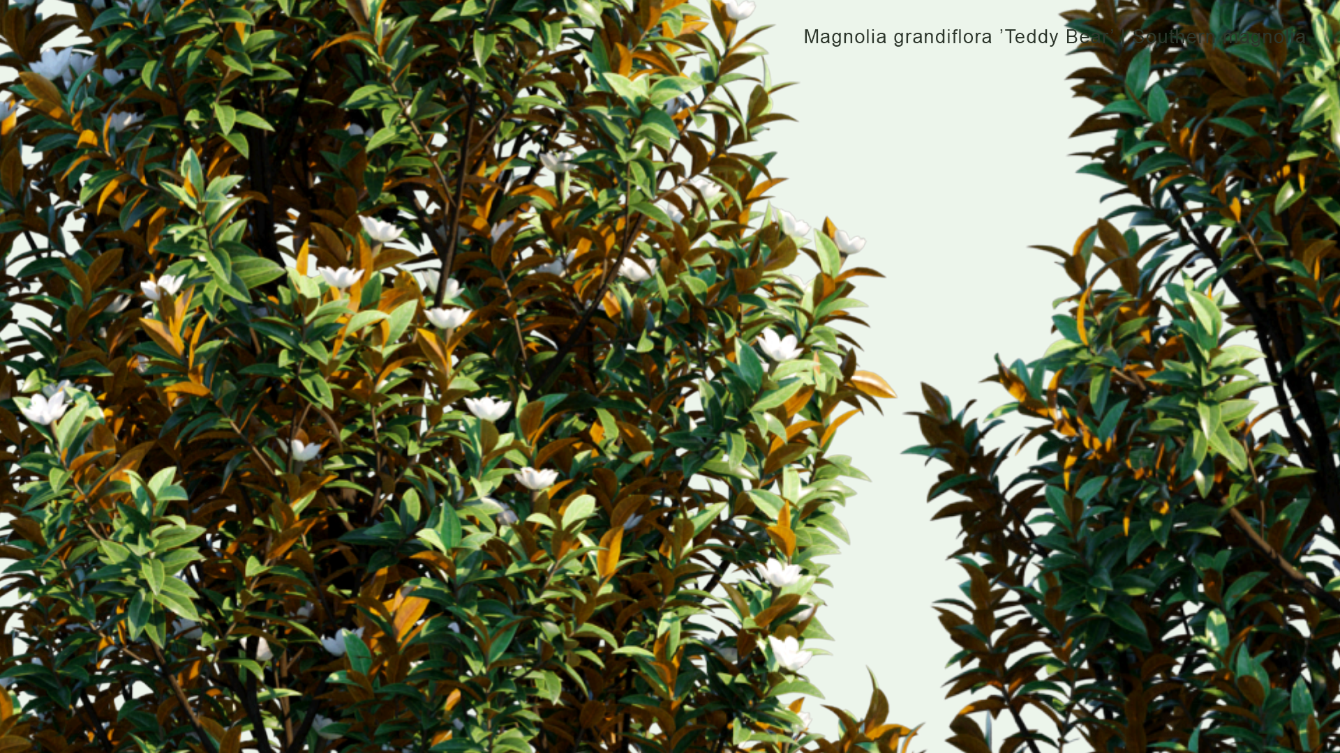 2D Magnolia Grandiflora ‘Teddy Bear’ - Southern Magnolia