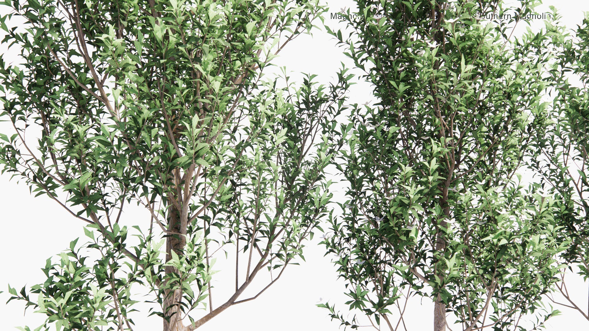 Low Poly Magnolia Grandiflora ‘Teddy Bear’ - Southern Magnolia (3D Model)