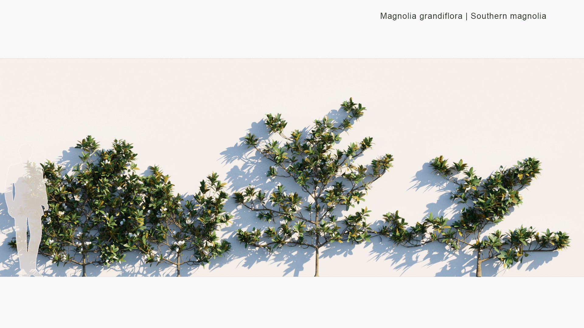 Low Poly Magnolia Grandiflora - Southern Magnolia, Bull Bay (3D Model)