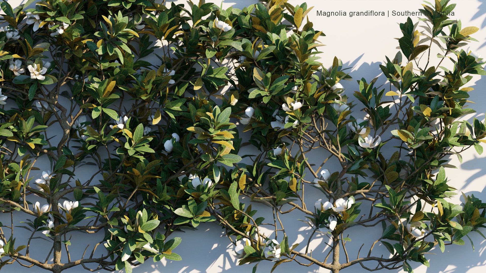 Low Poly Magnolia Grandiflora - Southern Magnolia, Bull Bay (3D Model)