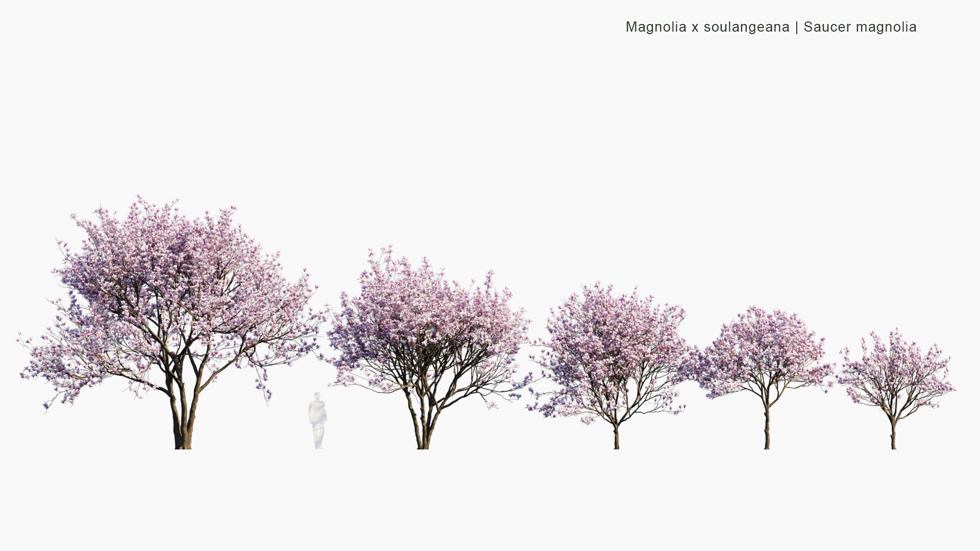 Magnolia x Soulangeana 3D Model