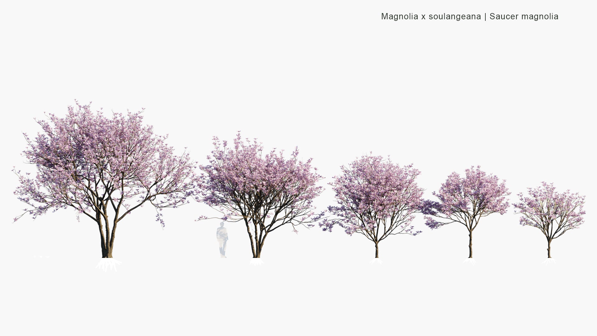Low Poly Magnolia x Soulangeana - Saucer Magnolia, Tulip Tree (3D Model)