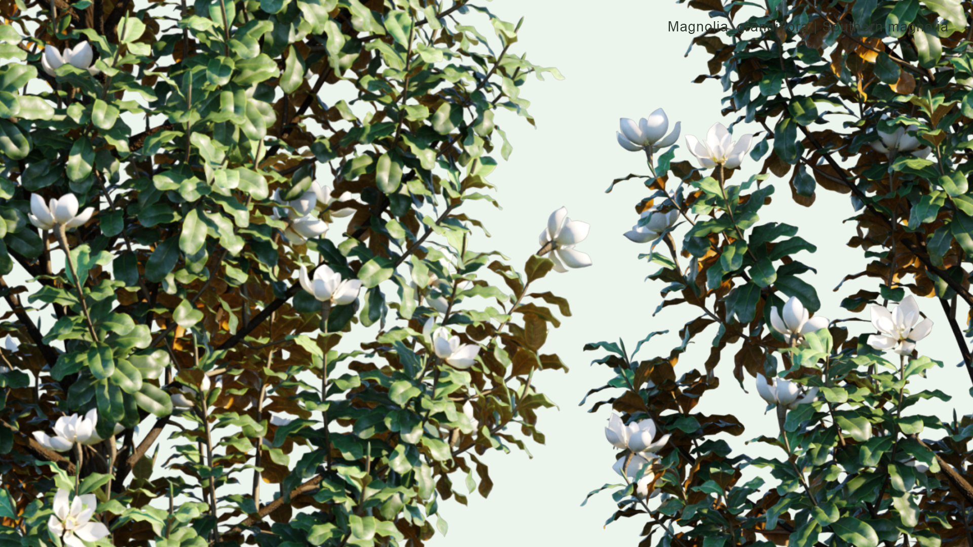 2D Magnolia Grandiflora - Southern Magnolia, Bull Bay