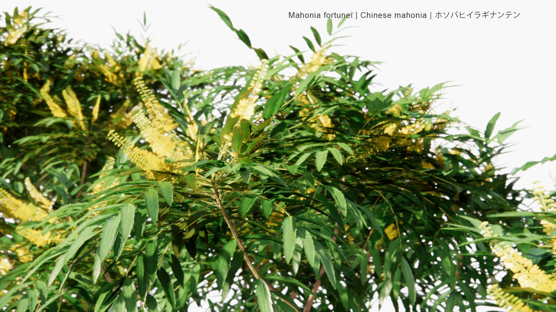 Low Poly Mahonia Fortunei - Chinese Mahonia, ホソバヒイラギナンテン (3D Model)
