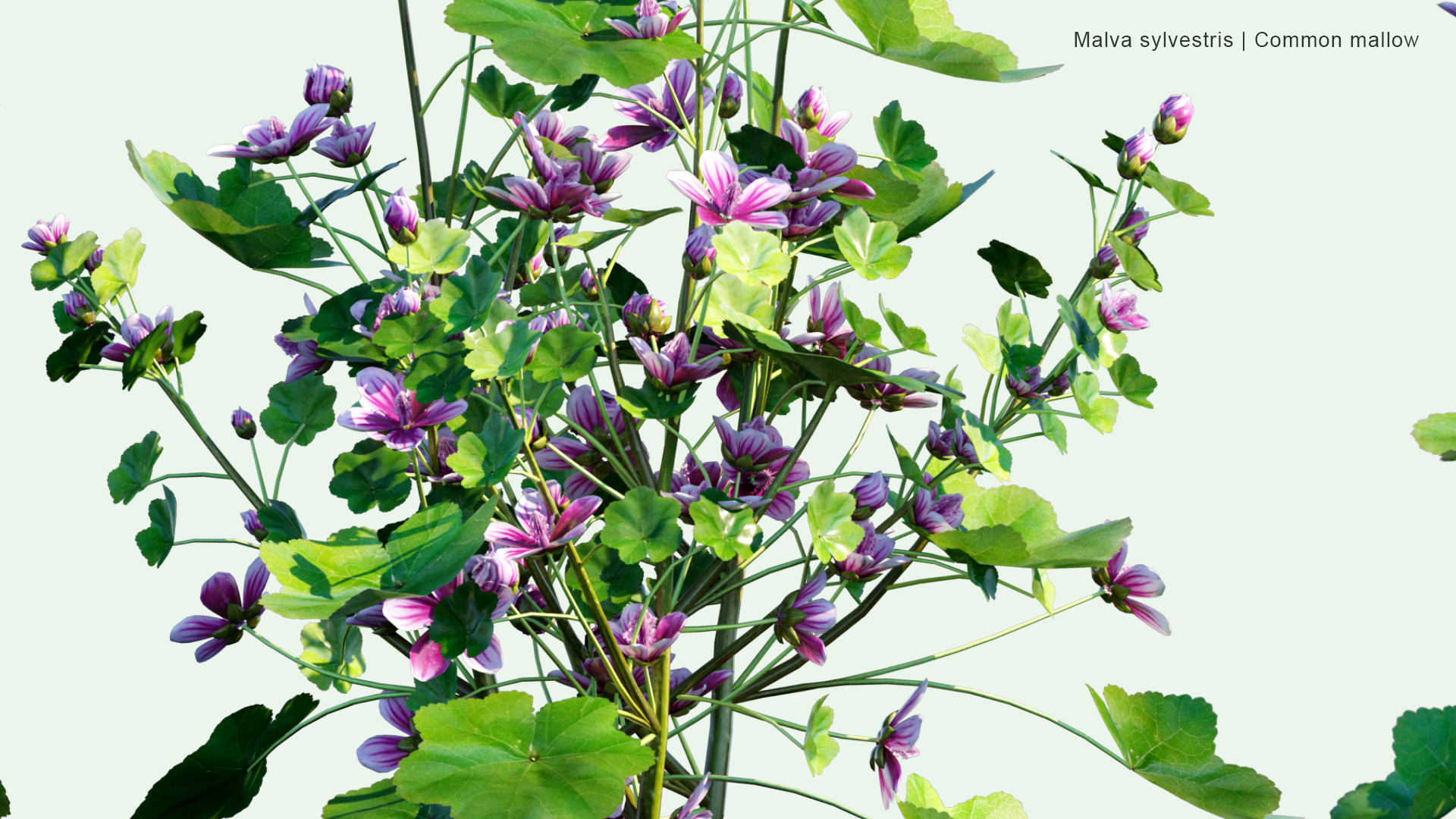 2D Malva Sylvestris - Common Mallow