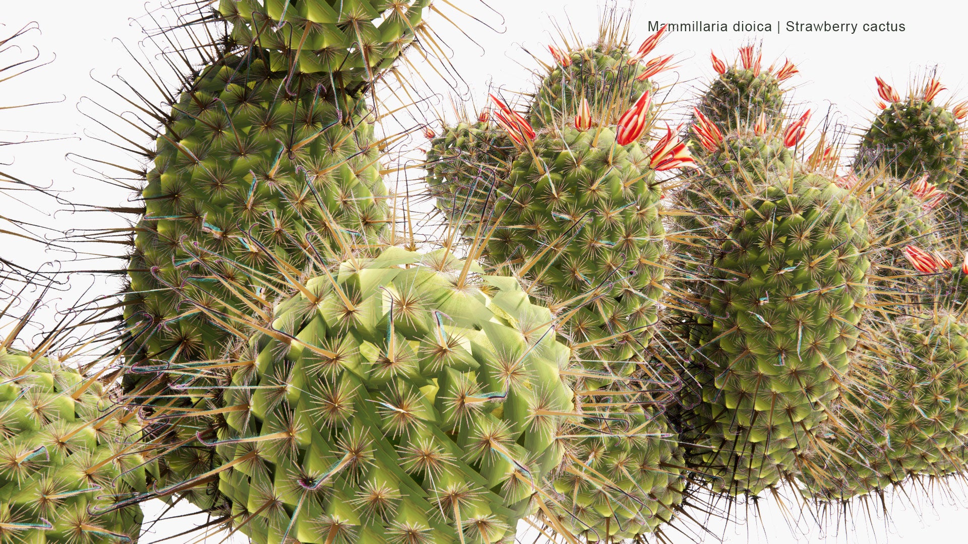 Low Poly Mammillaria Dioica - Strawberry Cactus, California Fishhook Cactus, Strawberry Pincushion, Fishhook Cactus (3D Model)