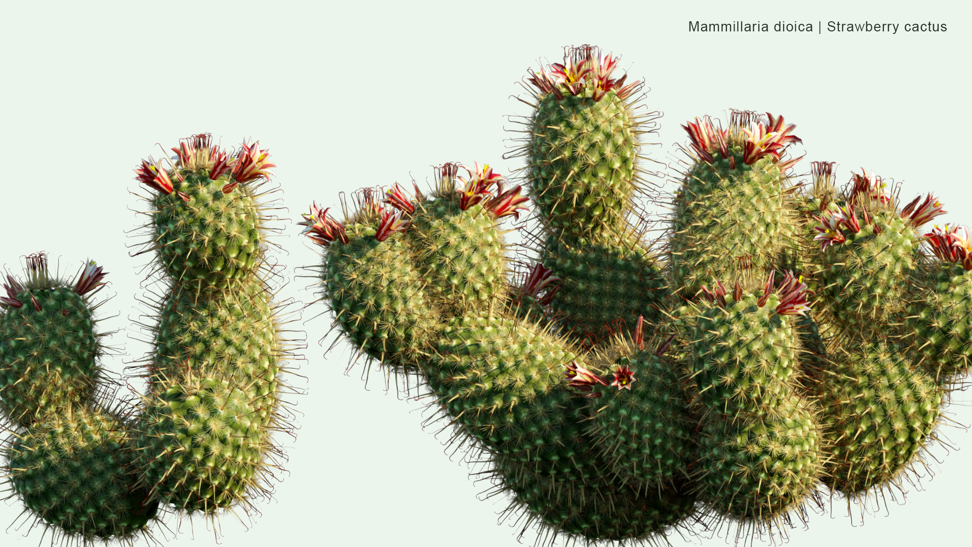 2D Mammillaria Dioica - Strawberry Cactus, California Fishhook Cactus, Strawberry Pincushion, Fishhook Cactus