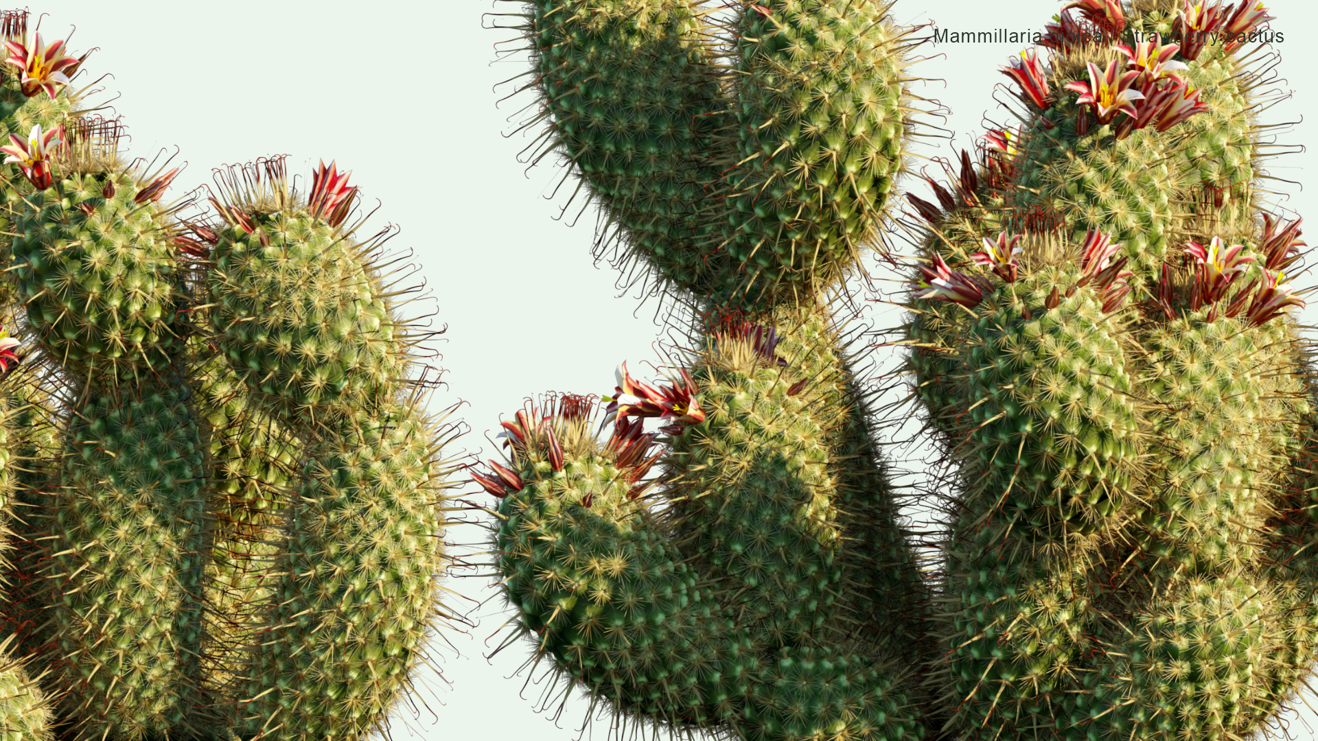 2D Mammillaria Dioica - Strawberry Cactus, California Fishhook Cactus, Strawberry Pincushion, Fishhook Cactus