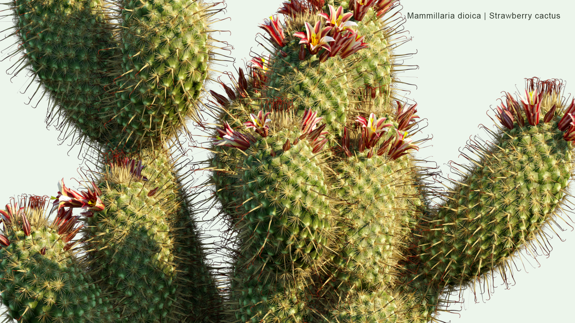 2D Mammillaria Dioica - Strawberry Cactus, California Fishhook Cactus, Strawberry Pincushion, Fishhook Cactus