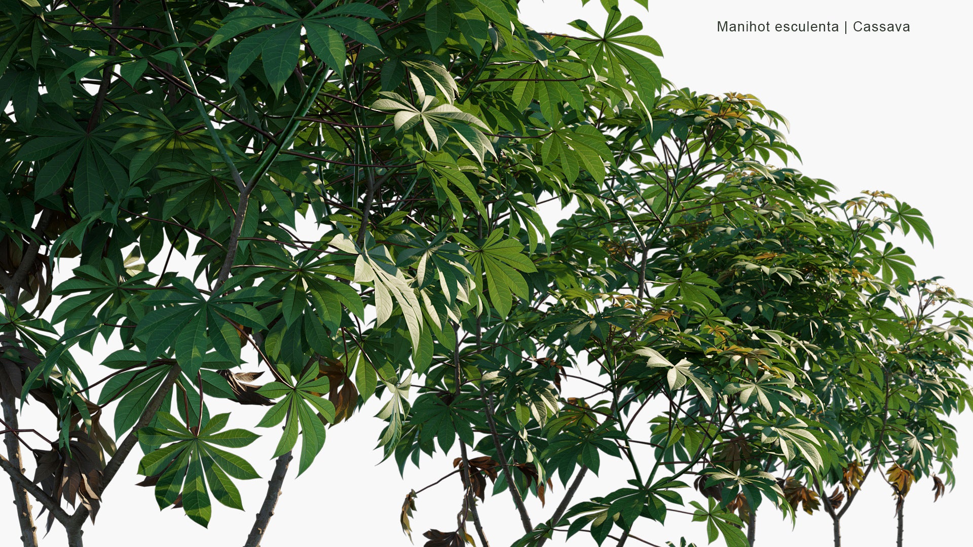 Manihot Esculenta - Cassava, Manioc, Yuca