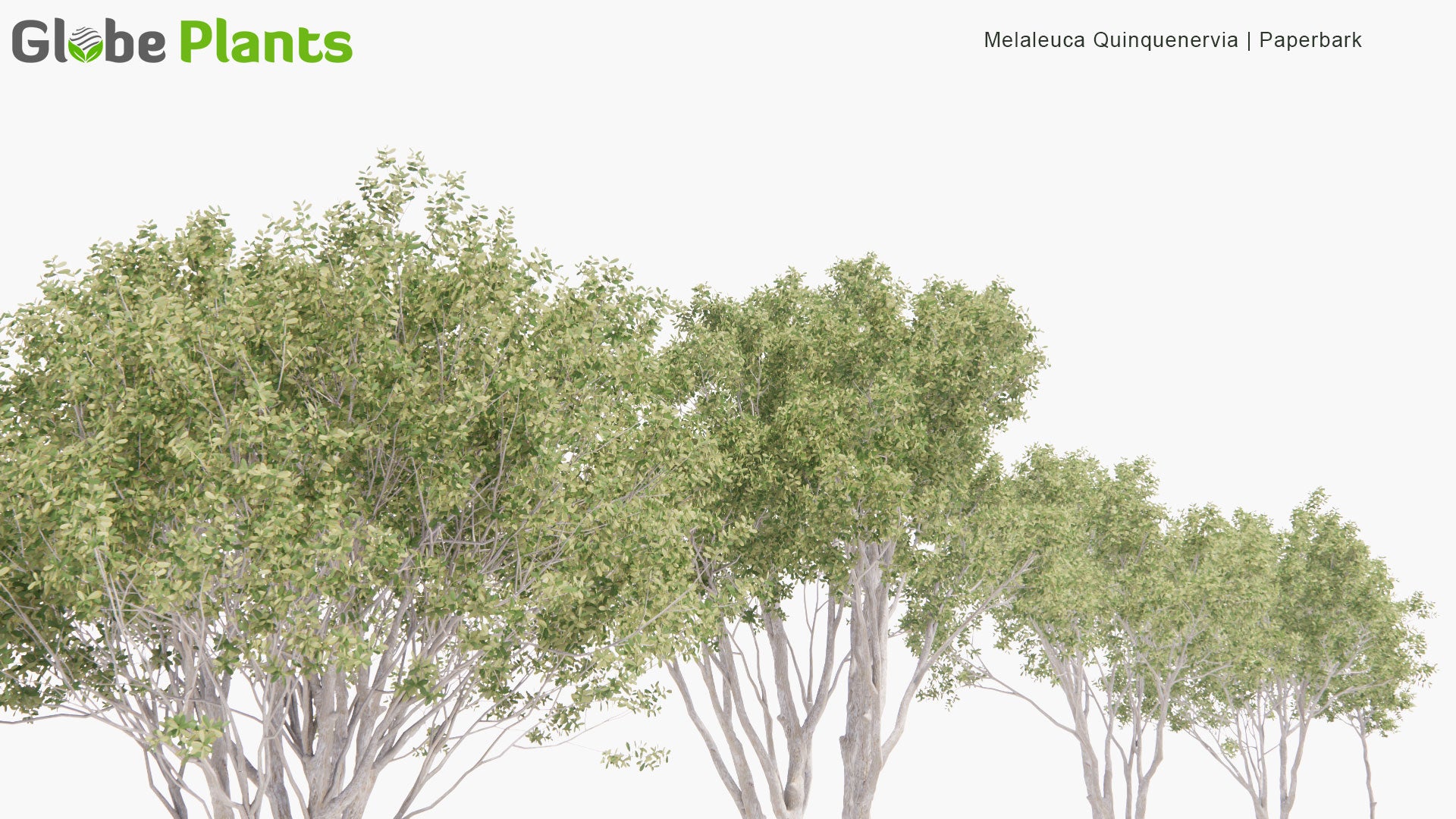 Low Poly Melaleuca Quinquenervia - Broad-Leaved Paperbark, Paper Bark Tea Tree, Punk Tree, Niaouli (3D Model)