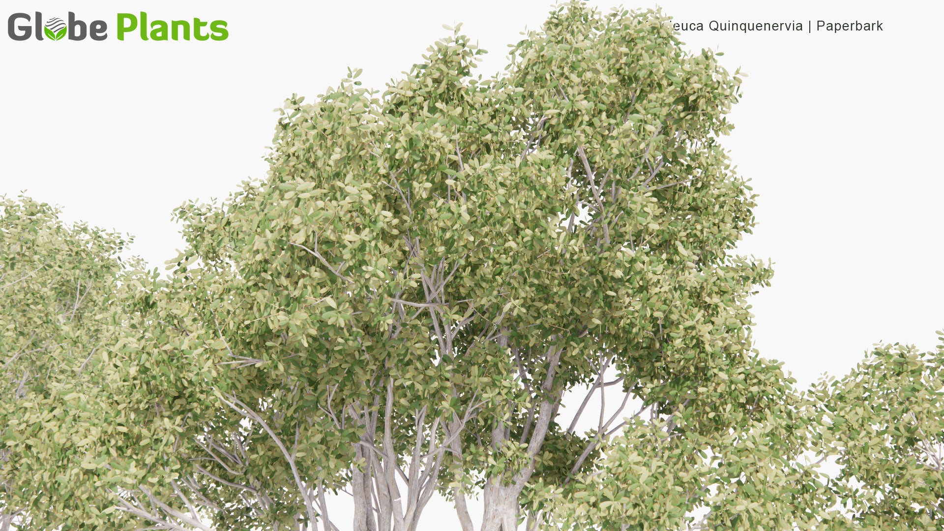 Low Poly Melaleuca Quinquenervia - Broad-Leaved Paperbark, Paper Bark Tea Tree, Punk Tree, Niaouli (3D Model)