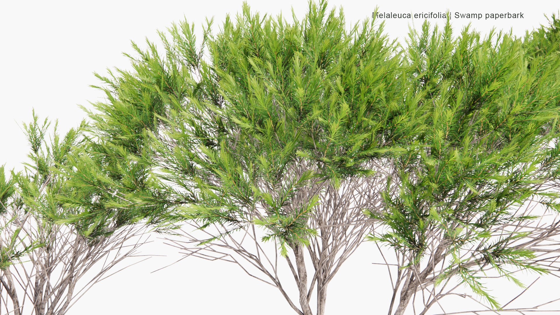 Low Poly Melaleuca Ericifolia - Swamp Paperbark (3D Model)