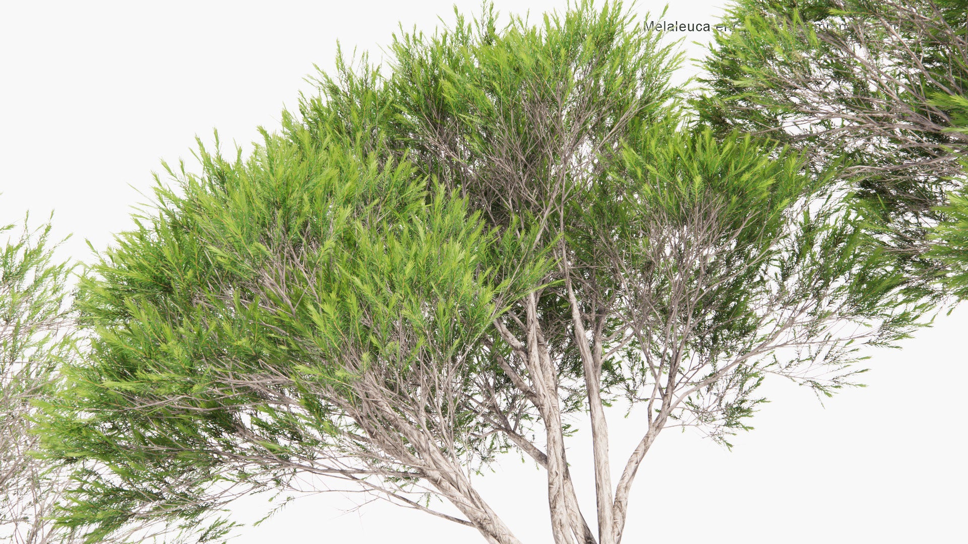 Low Poly Melaleuca Ericifolia - Swamp Paperbark (3D Model)