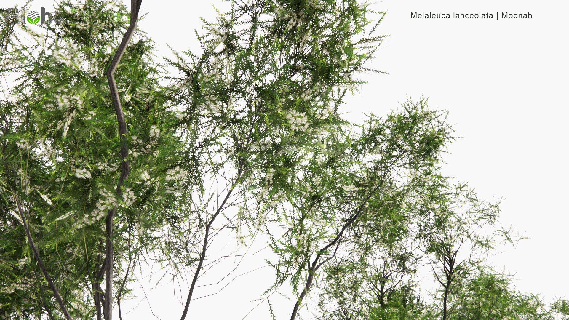Low Poly Melaleuca Lanceolata - Moonah (3D Model)