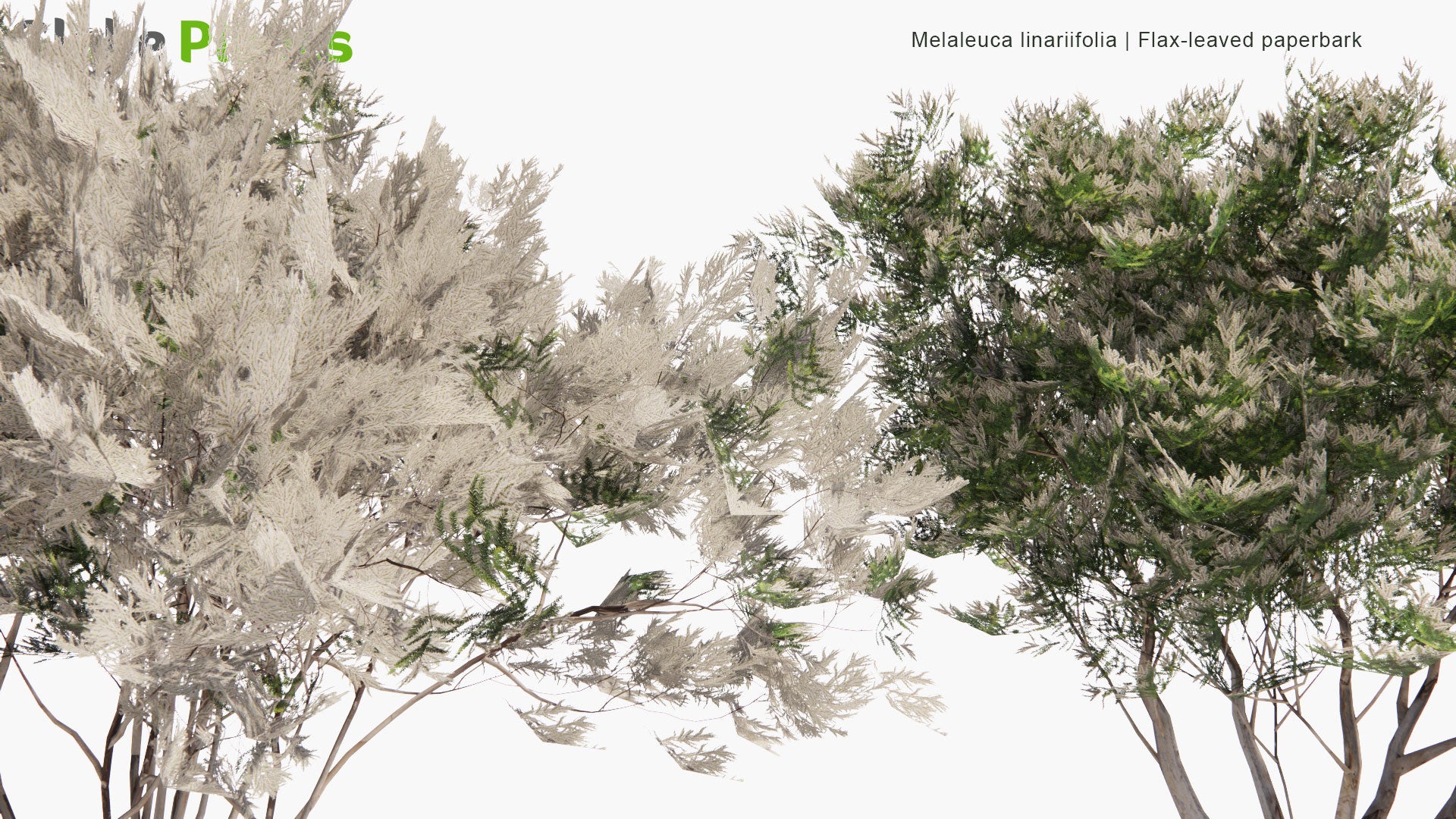 Low Poly Melaleuca Linariifolia - Snow-in-Summer, Narrow-Leaved Paperbark, Flax-Leaved Paperbark (3D Model)
