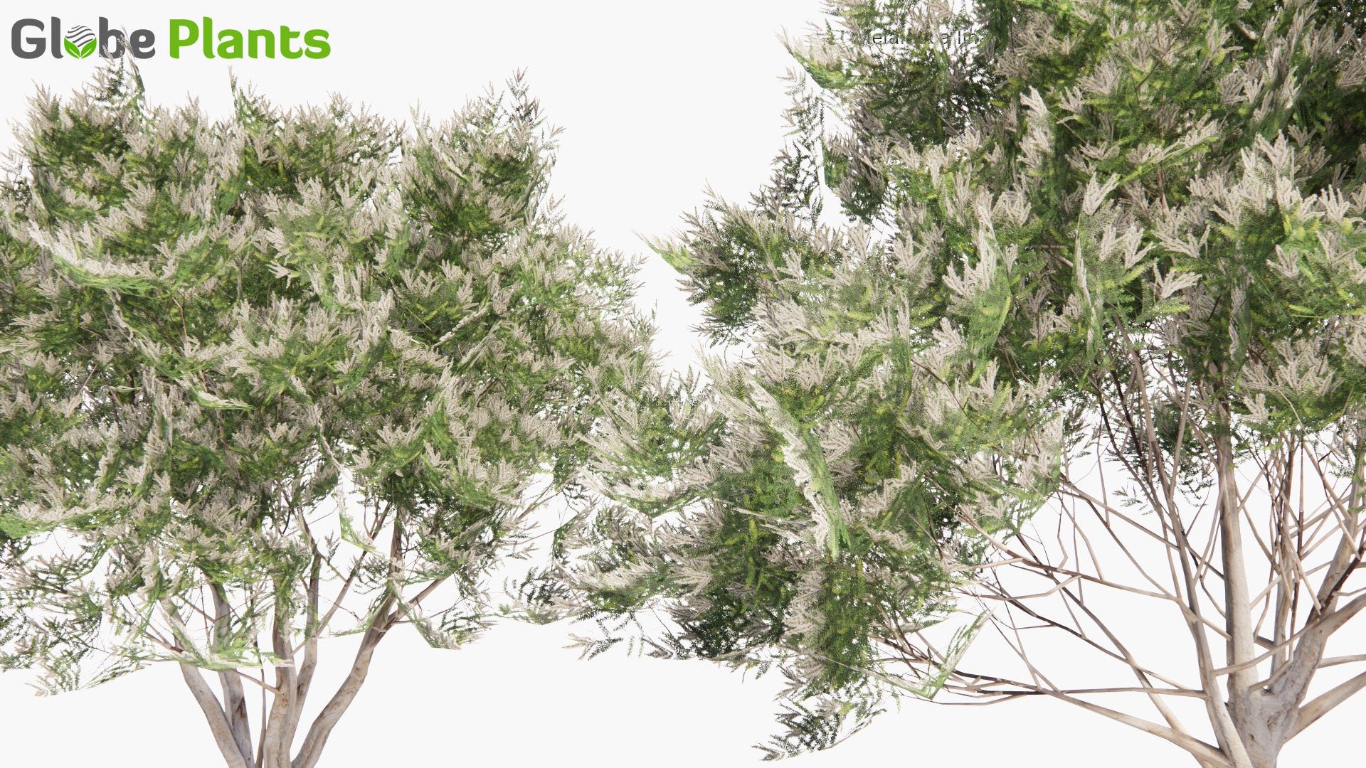 Low Poly Melaleuca Linariifolia - Snow-in-Summer, Narrow-Leaved Paperbark, Flax-Leaved Paperbark (3D Model)