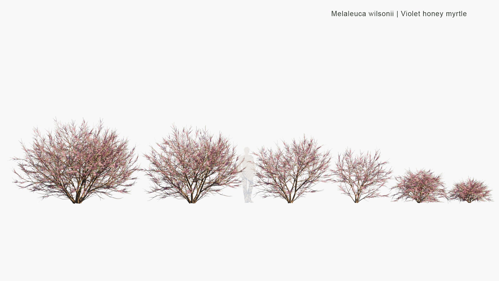 Low Poly Melaleuca Wilsonii - Wilson's Honey-myrtle, Violet Honey-myrtle (3D Model)