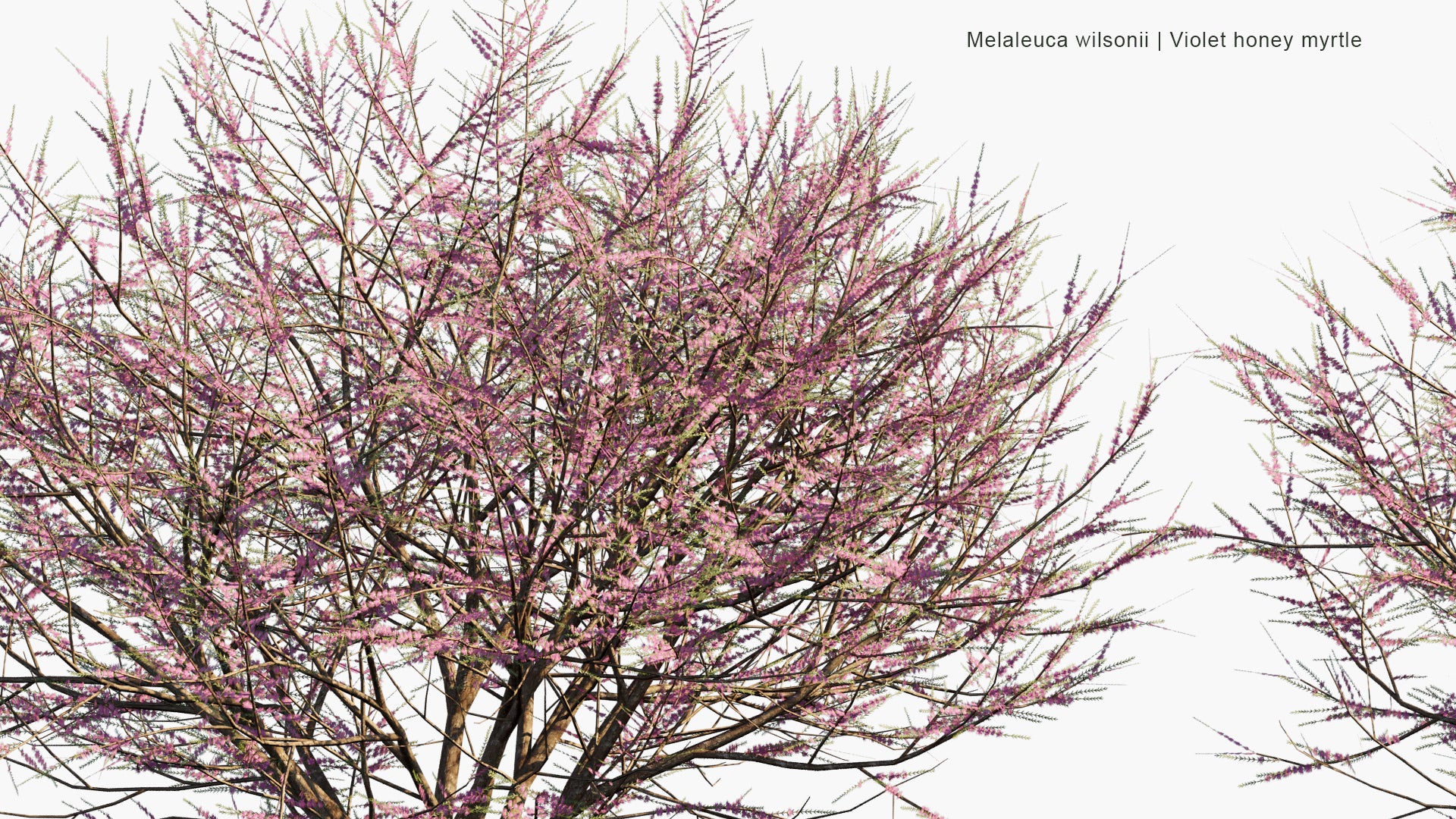 Low Poly Melaleuca Wilsonii - Wilson's Honey-myrtle, Violet Honey-myrtle (3D Model)