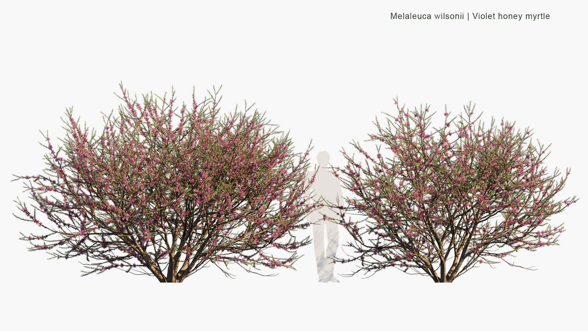 Melaleuca Wilsonii - Wilson's Honey-myrtle, Violet Honey-myrtle (3D Model)