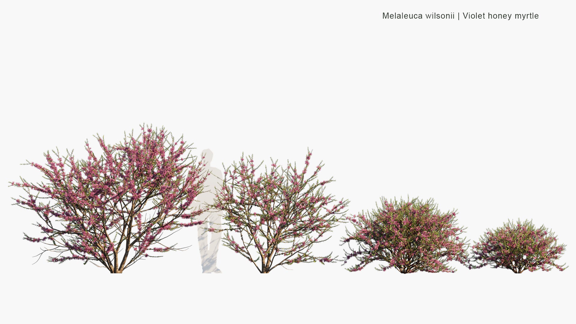 Melaleuca Wilsonii - Wilson's Honey-myrtle, Violet Honey-myrtle (3D Model)