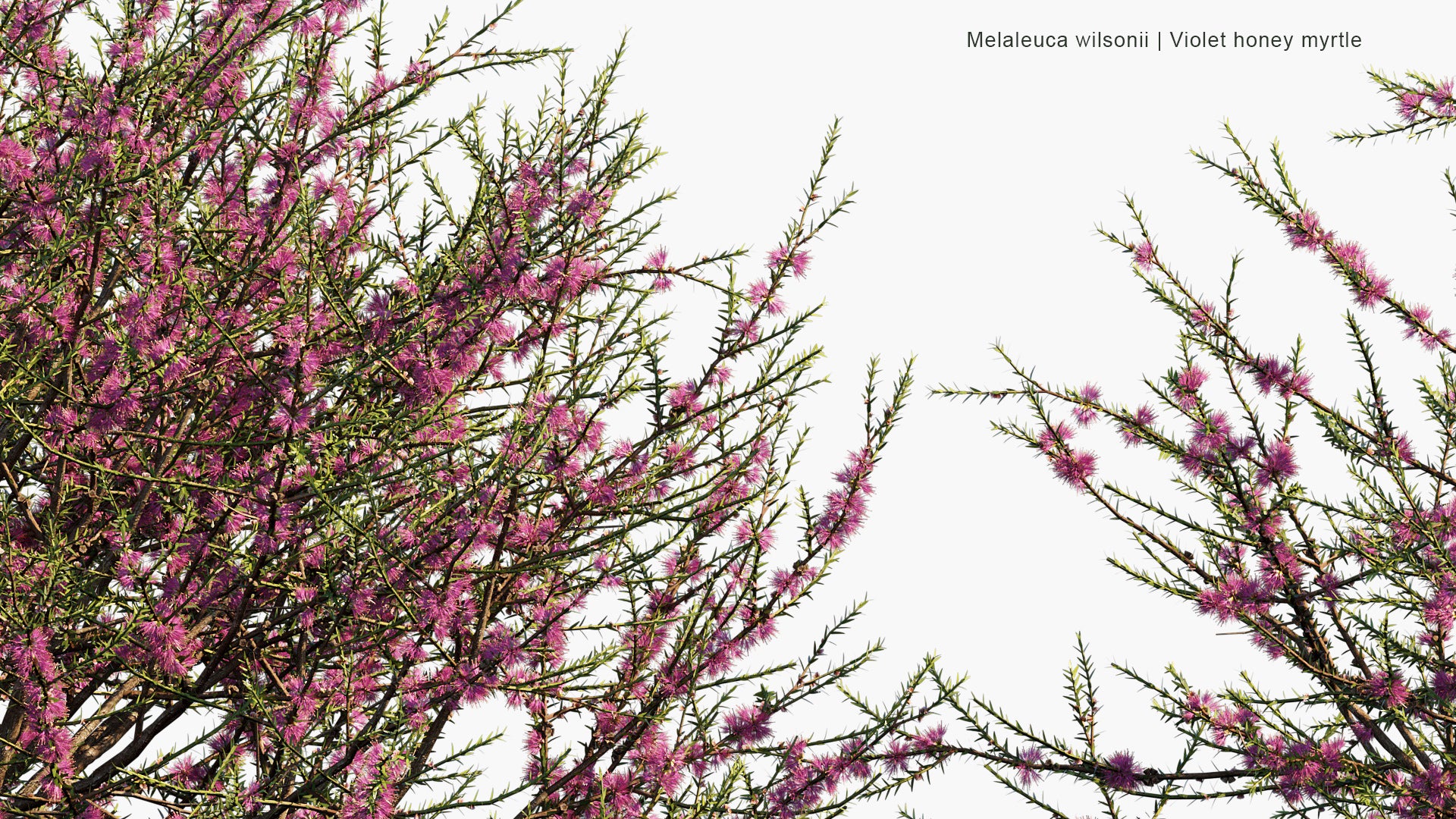 Melaleuca Wilsonii - Wilson's Honey-myrtle, Violet Honey-myrtle (3D Model)