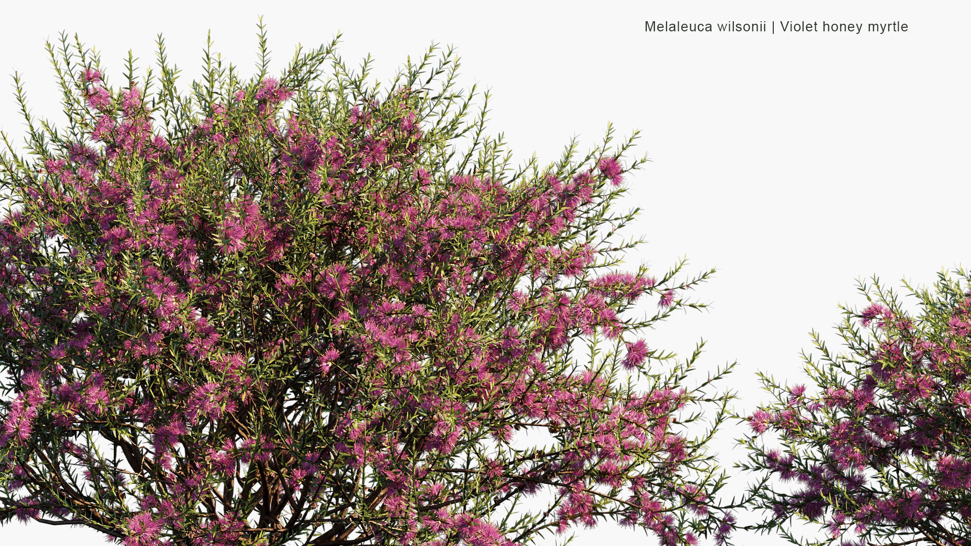 Melaleuca Wilsonii - Wilson's Honey-myrtle, Violet Honey-myrtle (3D Model)