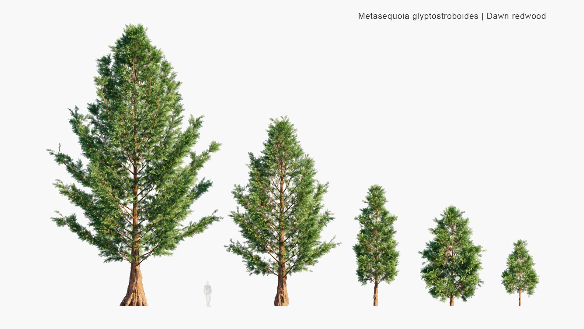 Low Poly Metasequoia Glyptostroboides - Dawn Redwood (3D Model)