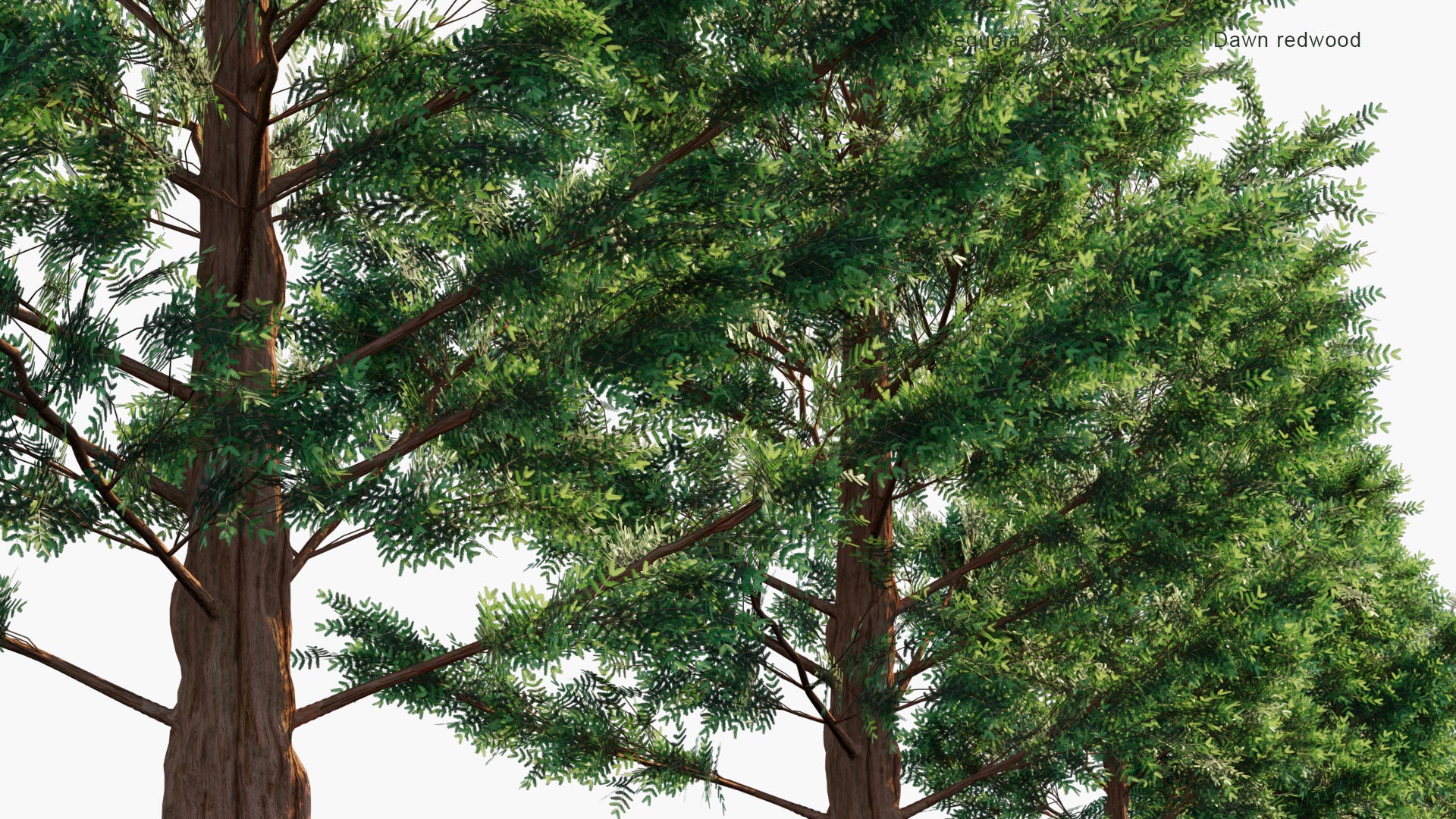 Low Poly Metasequoia Glyptostroboides - Dawn Redwood (3D Model)