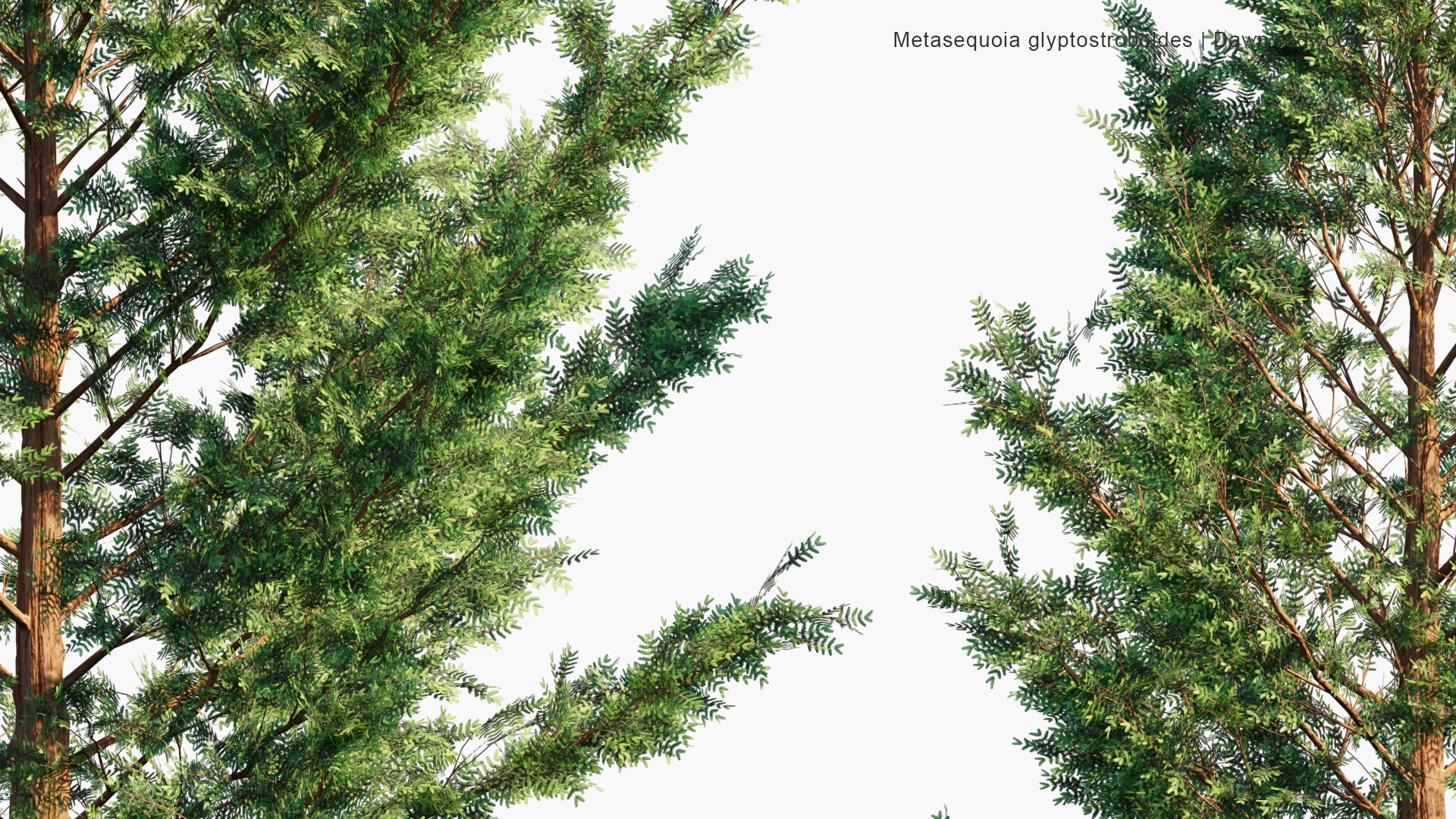 Low Poly Metasequoia Glyptostroboides - Dawn Redwood (3D Model)