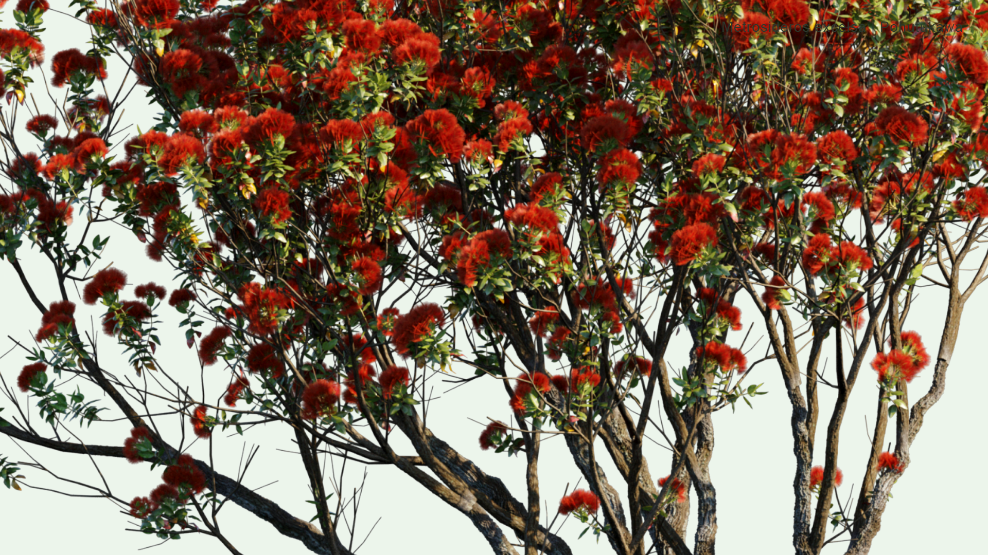 2D Metrosideros Excelsa - Pohutukawa, New Zealand Christmas Tree