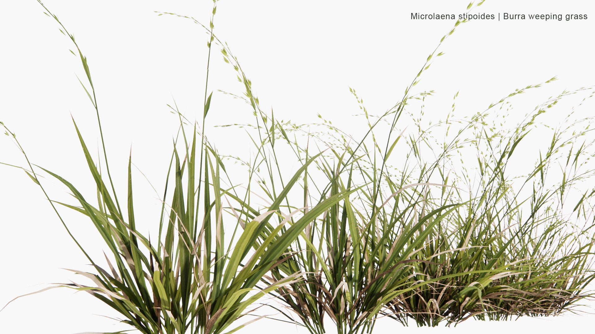 Low Poly Microlaena Stipoides - Burra Weeping Grass (3D Model)