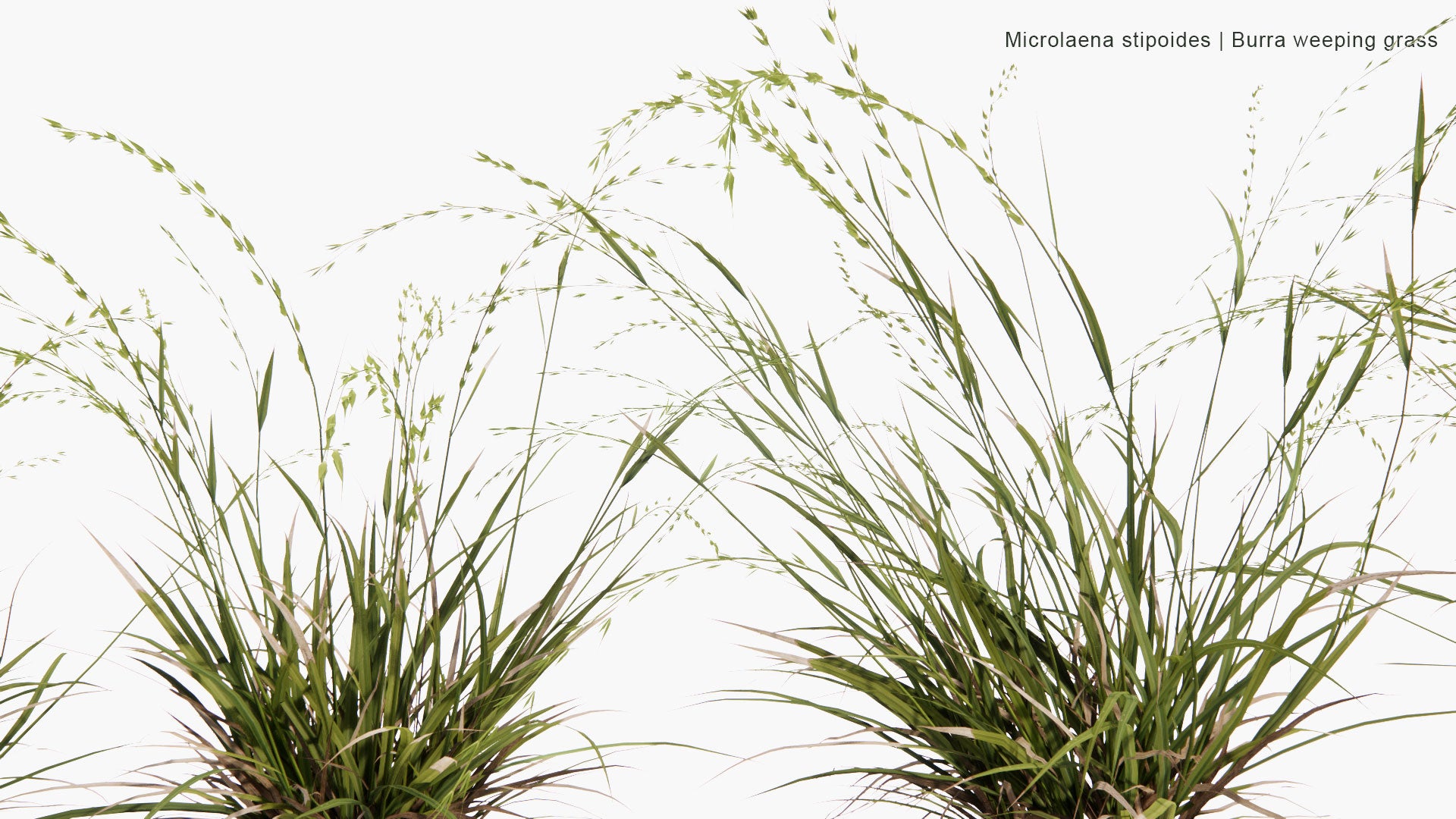 Low Poly Microlaena Stipoides - Burra Weeping Grass (3D Model)