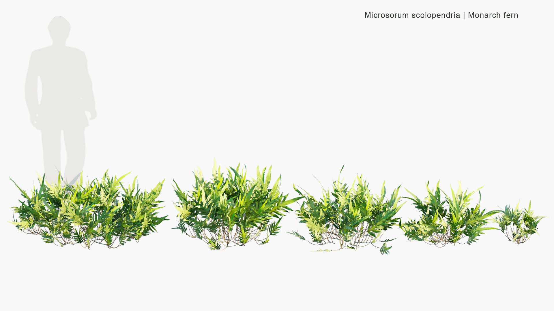 Microsorum Scolopendria - Monarch Fern, Musk Fern, Maile-Scented Fern, Breadfruit Fern, Wart Fern