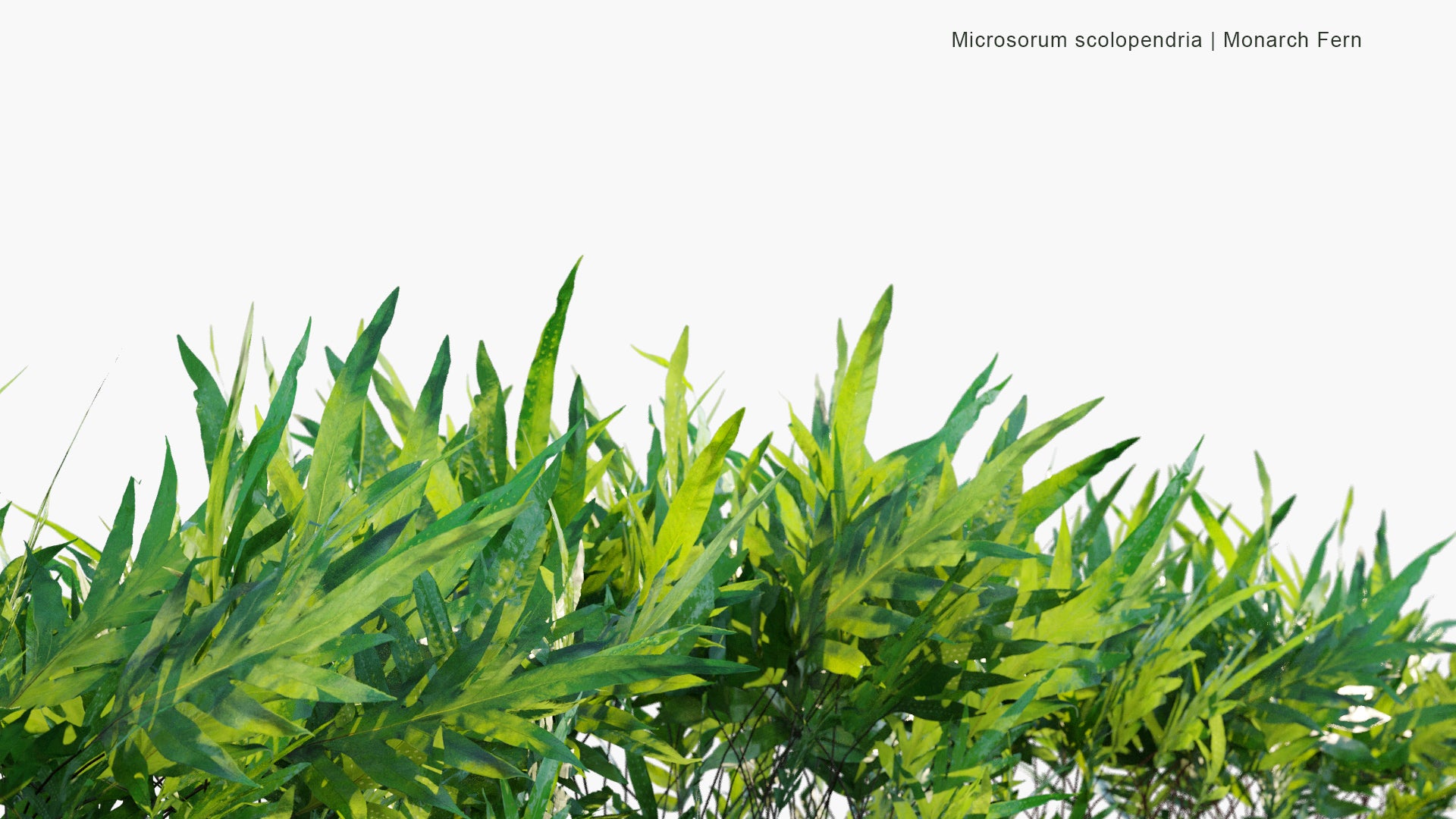 Low Poly Microsorum Scolopendria - Monarch Fern, Musk Fern, Maile-Scented Fern, Breadfruit Fern, Wart Fern (3D Model)