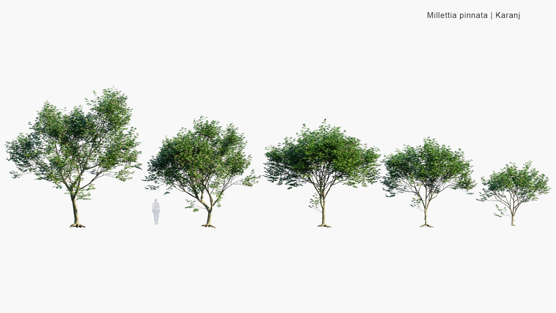Low Poly Millettia Pinnata - Karanj, Indian Beech M, Pongame Oiltree (3D Model)