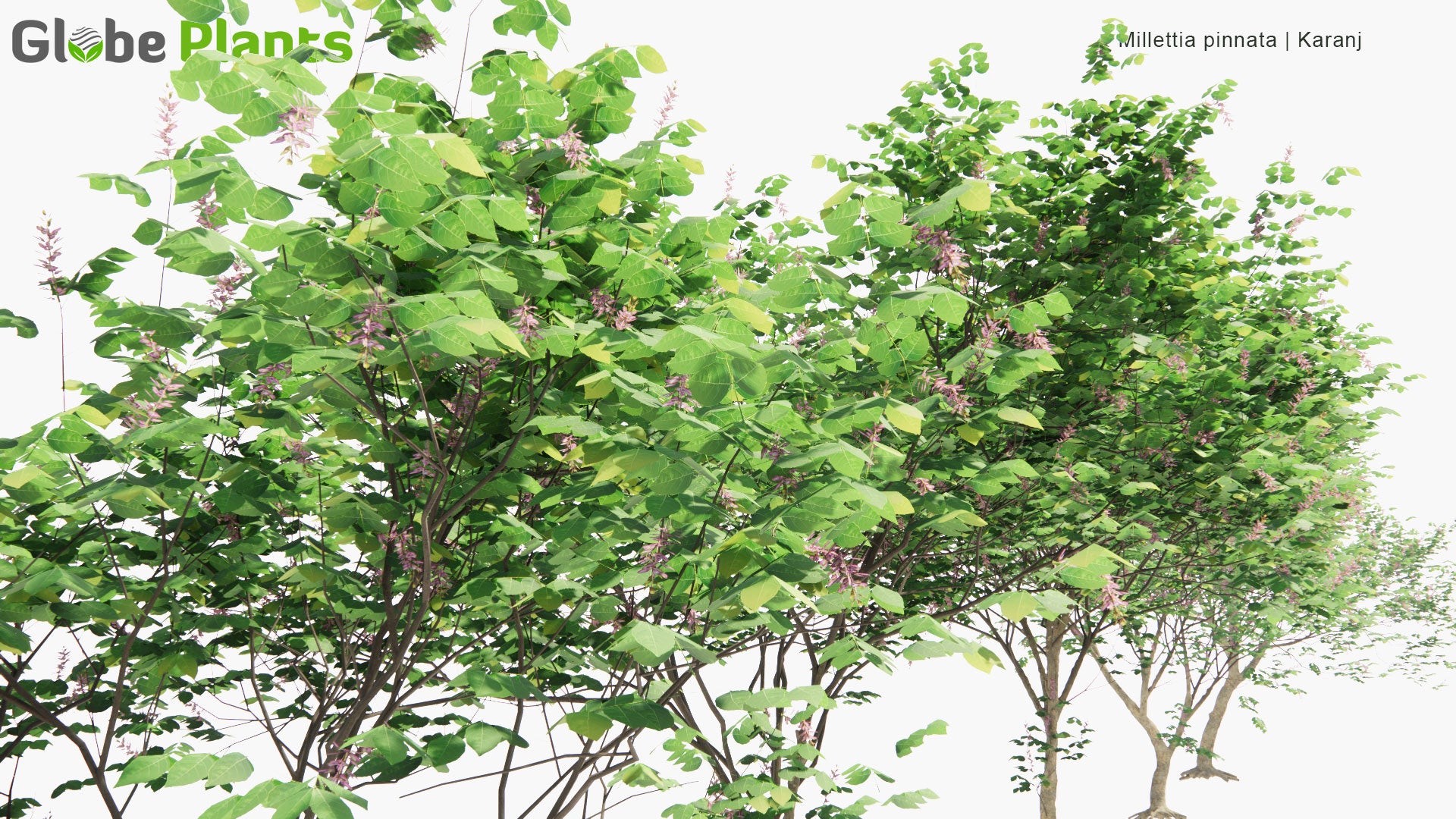 Low Poly Millettia Pinnata - Karanj, Indian Beech M, Pongame Oiltree (3D Model)