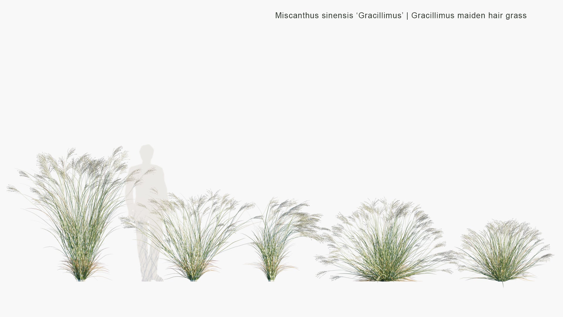 Low Poly Miscanthus Sinensis 'Gracillimus' - Gracillimus Maiden Hair Grass (3D Model)