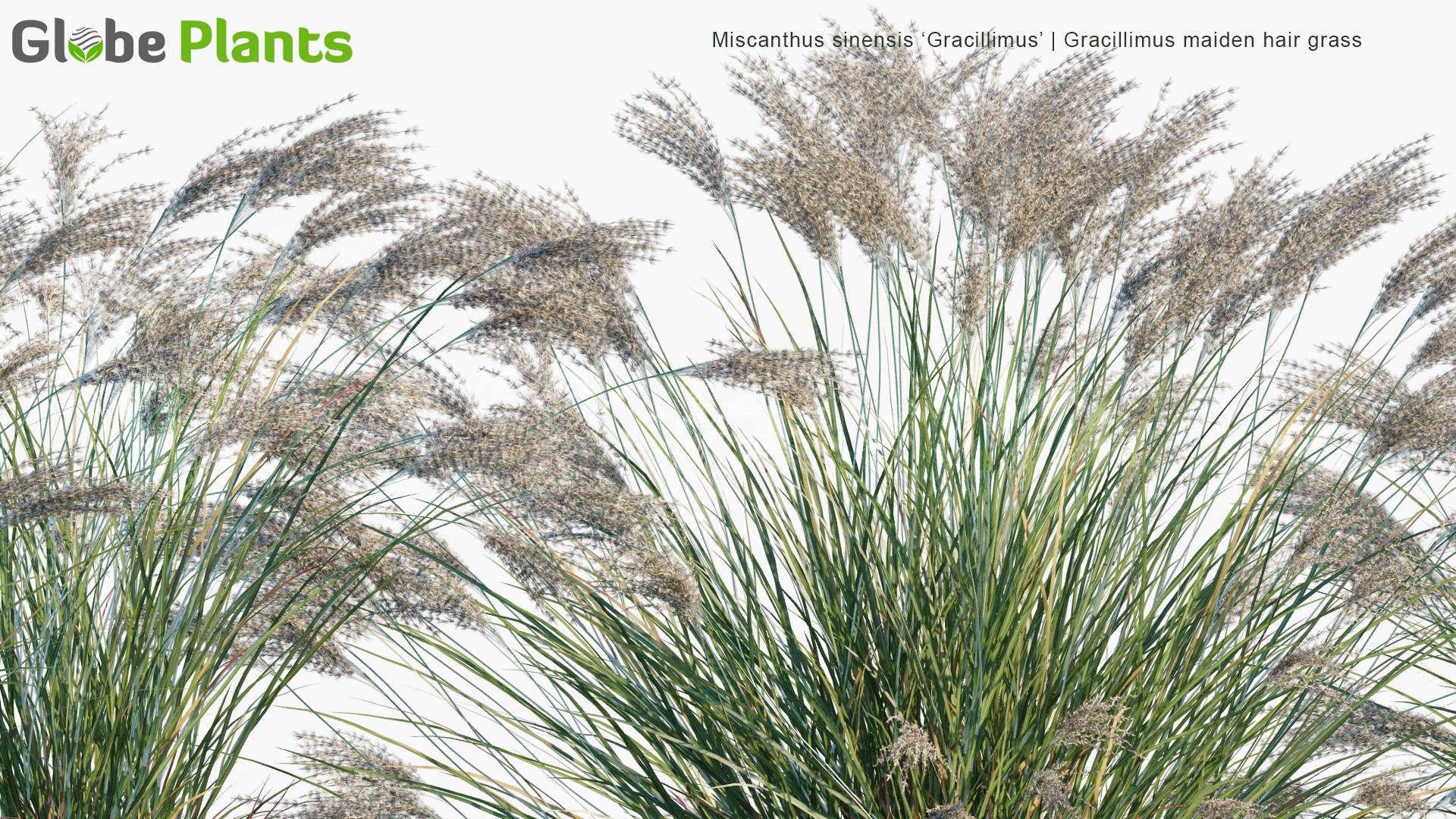 Low Poly Miscanthus Sinensis 'Gracillimus' - Gracillimus Maiden Hair Grass (3D Model)