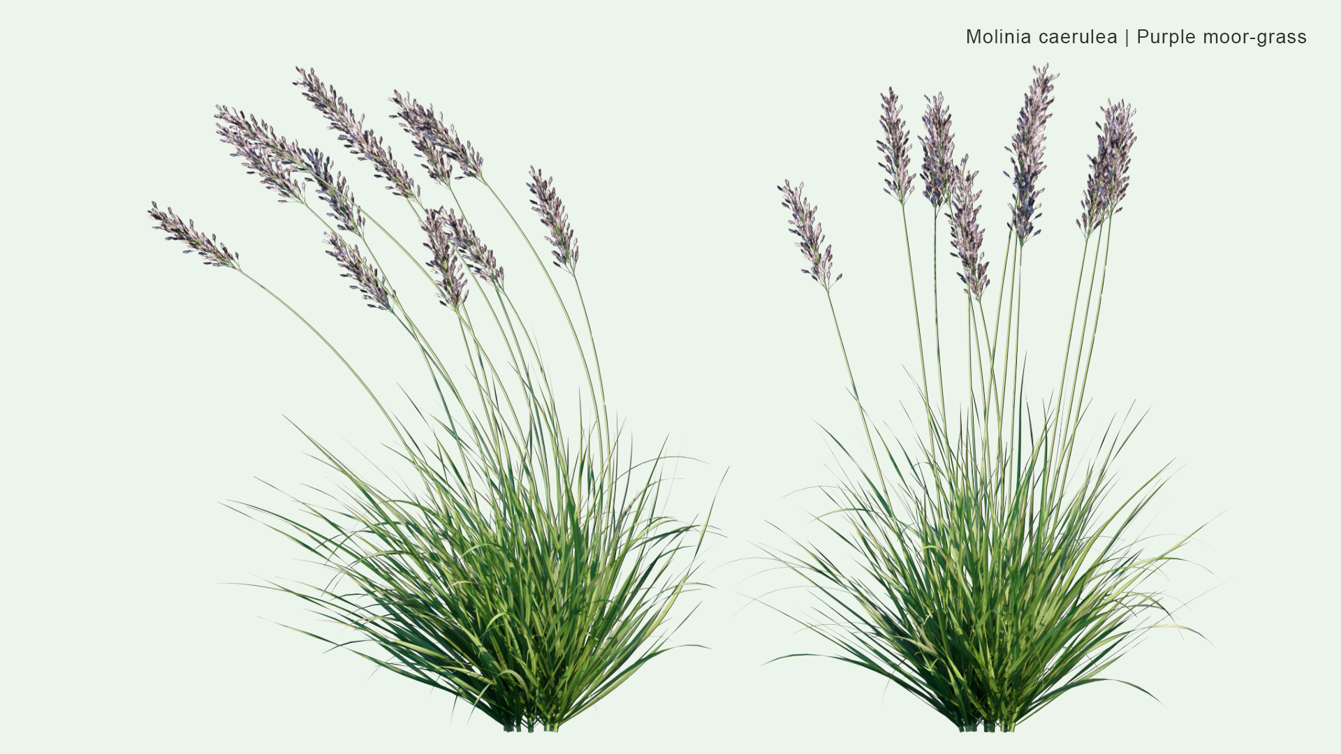 2D Molinia Caerulea - Purple Moor-Grass