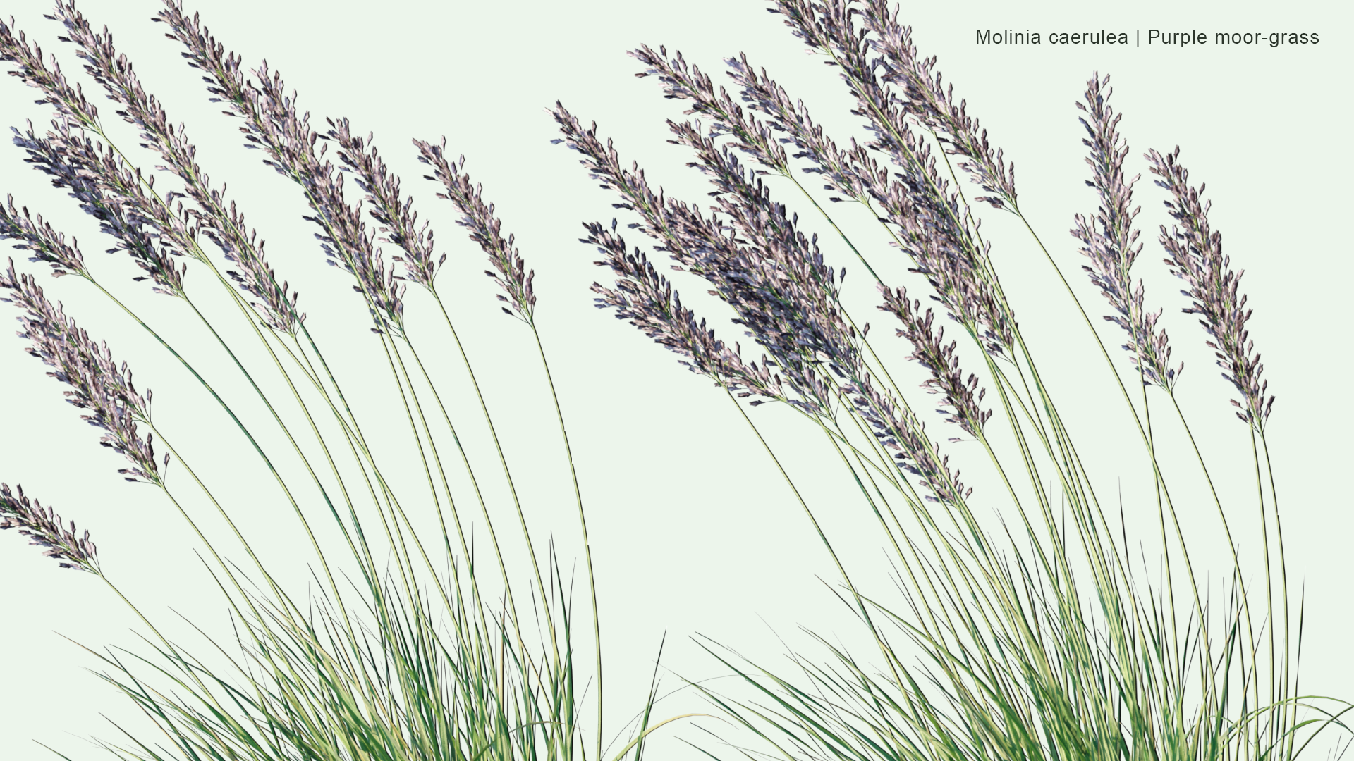 2D Molinia Caerulea - Purple Moor-Grass