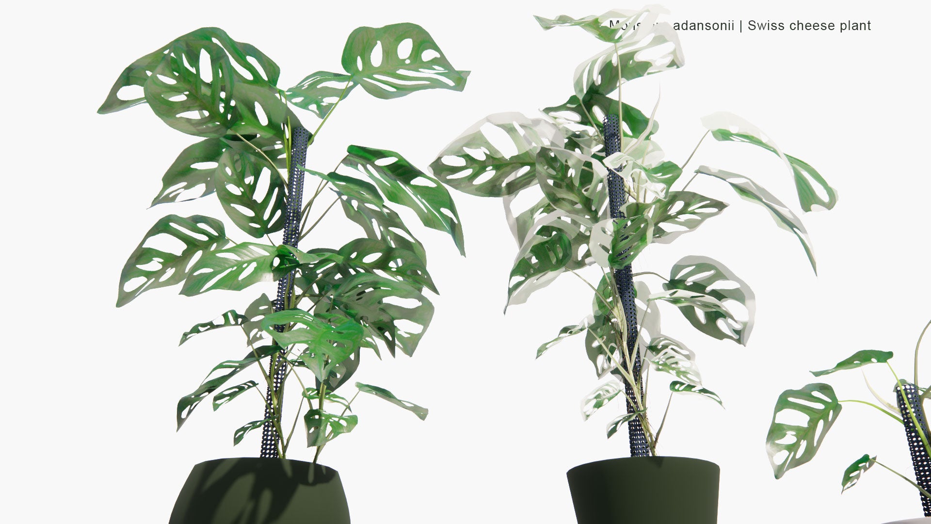 Low Poly Monstera Adansonii - Swiss Cheese Plant, Five Holes Plant, Adanson's Monstera, Philodendron Monkey Mask (3D Model)