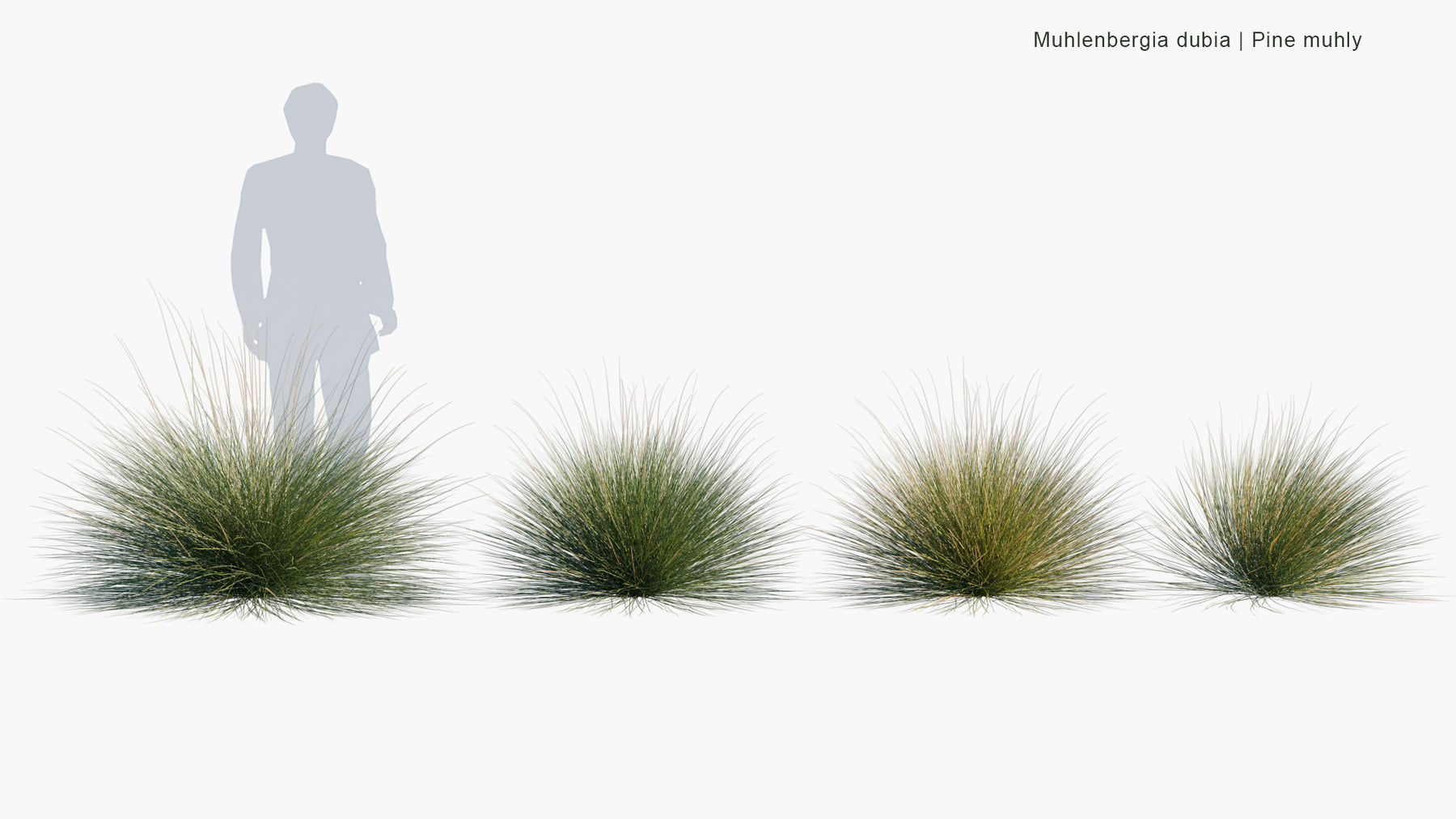 High Poly | Muhlenbergia Dubia (Pine Muhly) 3D Model - GlobePlants