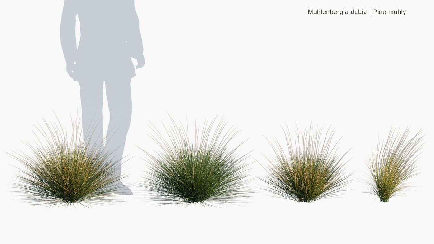 Muhlenbergia Dubia 3D Model | Pine Muhly | Globe Plants