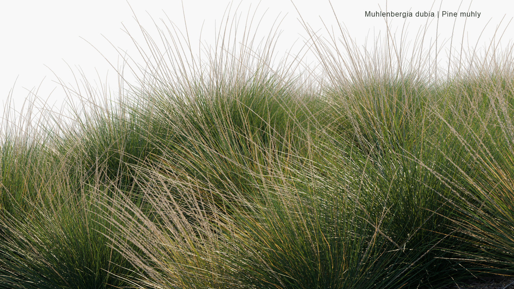 Muhlenbergia Dubia 3D Model | Pine Muhly | Globe Plants