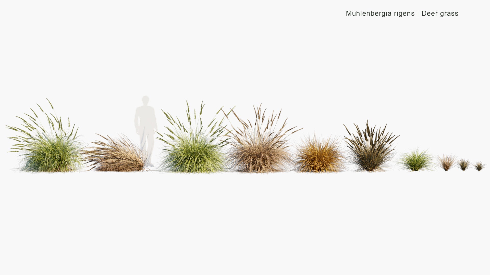 Low Poly Muhlenbergia Rigens - Deer Grass (3D Model)