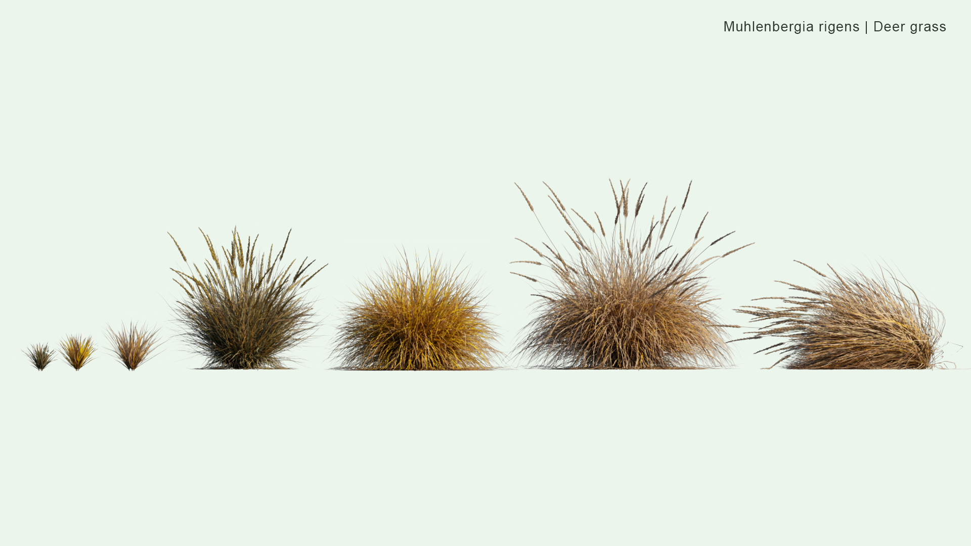 2D Muhlenbergia Rigens - Deer Grass