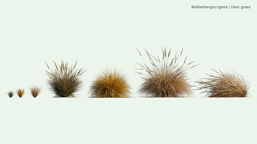 Muhlenbergia Rigens 